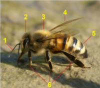 Zintuigen bij bijen