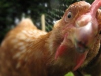 Nieuwsgierige kip