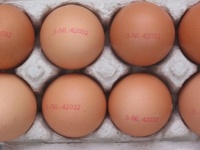 De stempels op de eieren