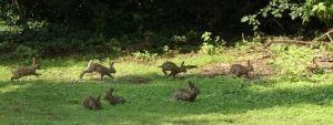 Groep konijnen