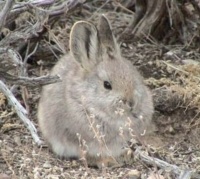 Het kleinste konijn: het Dwergkonijn