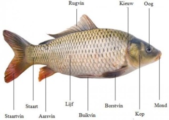 Hoe ziet een vis eruit